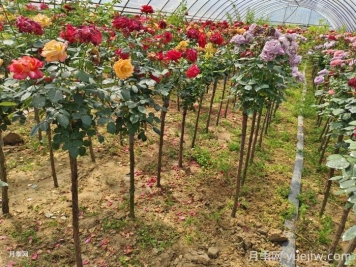 棒棒糖月季苗什么時候種好？