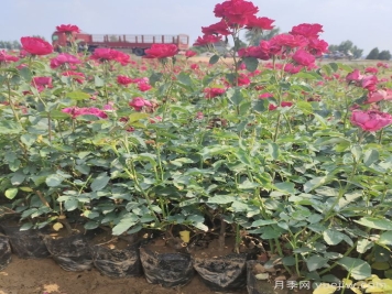 月季苗什么時候移栽好？夏天能買月季苗么？
