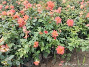 月季苗小不要緊，教你半年長成兩加侖開爆花