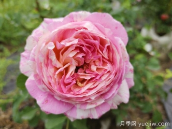 推薦6款條紋月季品種，別致美麗吸引眼球