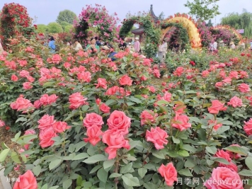  第三屆世界月季博覽會，南陽免費(fèi)賞花攻略地圖