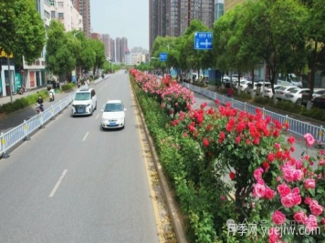 第三屆世界月季博覽會，南陽寶藏月季花打卡點(diǎn)