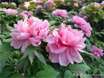 如何區(qū)分芍藥和牡丹？