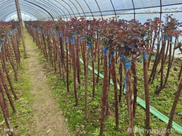 嫁接樹狀月季為什么用山木香？