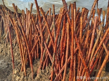 為何山木香是嫁接樹狀月季的優(yōu)良砧木？