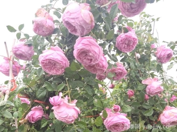 自由精神月季怎樣能開花多？