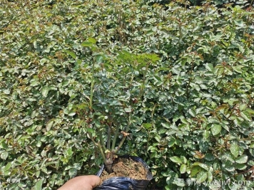 月季小苗要剪掉花苞嗎？如何多分枝
