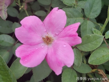 重瓣月季和單瓣月季哪個好？