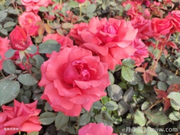月季花在中國有哪些受歡迎的品種？