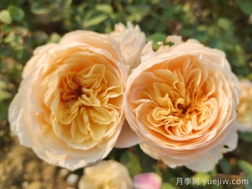 朱麗葉月季適合作為切花嗎？