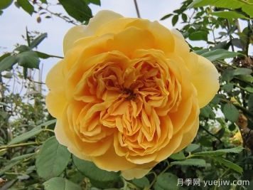 藤本月季最低能耐寒多少度？