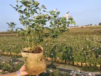 ?月季為什么掉葉子？