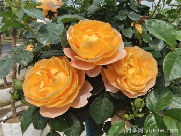 花期長(zhǎng)且好養(yǎng)的月季有哪些？