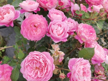 月季怎么養(yǎng)開(kāi)花久？