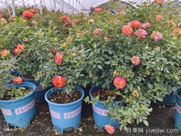 月季花白粉病如何防治？