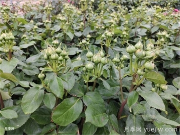月季到了5月份還不開花是什么原因？