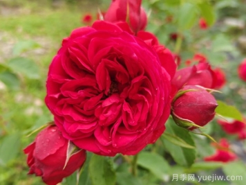 紅蘋果月季和紅舞裙月季有什么區(qū)別？