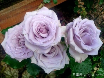 海洋之歌月季是藤本還是灌木？