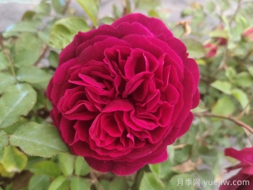 黑魚子醬月季和黑伍德月季哪個(gè)好？