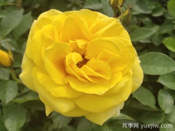 金鳳凰月季的優(yōu)缺點(diǎn)是什么？