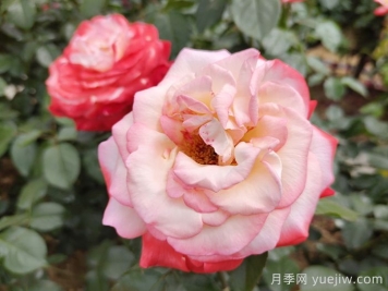 月季花在高溫環(huán)境下如何養(yǎng)護(hù)