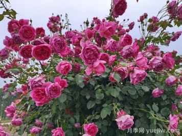 月季有紅蜘蛛用什么藥防治效果好？