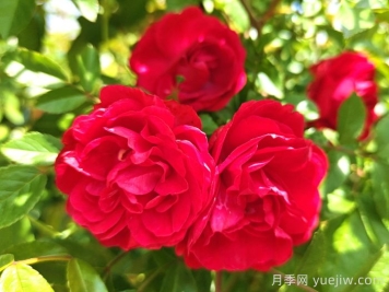 紅木香月季和夏令營月季有什么區(qū)別？