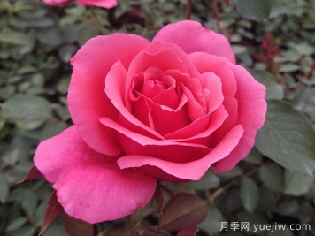 花朵直徑在15-20厘米的大花月季品種有哪些？