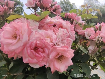 月季花后需要修剪嗎？不剪可以嗎？