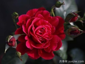 14周年紅月季/朝陽(yáng)紅
