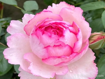 伊芙唯一月季/伊芙一號(hào)月季