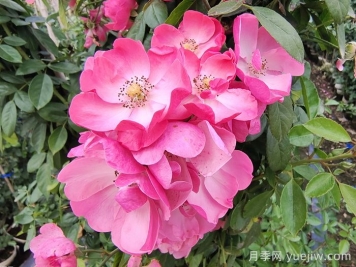 藤本月季中有哪些單瓣花？