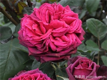 狄安娜伯爵夫人月季的優(yōu)缺點是什么？