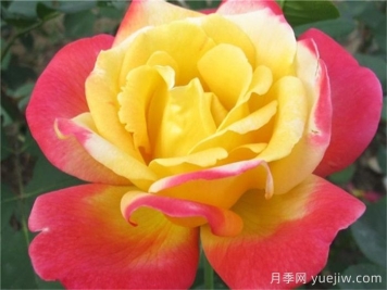 怡紅院月季的優(yōu)缺點(diǎn)是什么？
