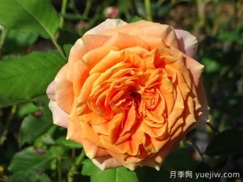 科塔別墅月季的介紹以及優(yōu)缺點