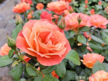 月季花什么時間開，花期多久？