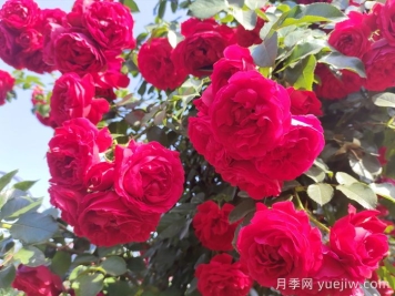 月季花每次開花是多少天？