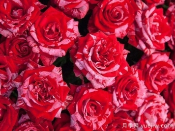 幸運(yùn)女神月季的優(yōu)缺點(diǎn)是什么？