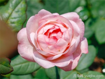 草莓杏仁餅月季的介紹和優(yōu)缺點(diǎn)