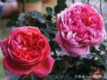 保羅克利月季的優(yōu)缺點(diǎn)是什么？