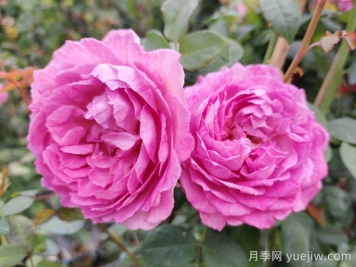 羅衣月季的優(yōu)缺點(diǎn)是什么？