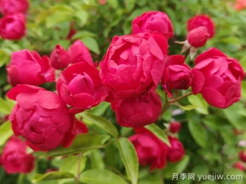 紅木香爬藤月季優(yōu)缺點(diǎn)