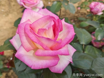 月季和玫瑰是一種花嗎？