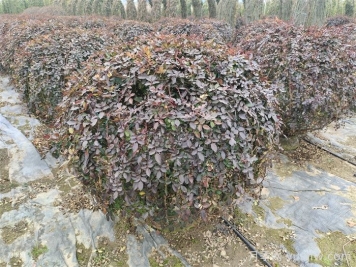 月季花耐寒最低多少度？