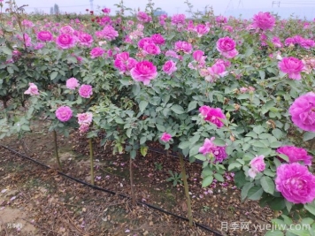月季夏天怎么養(yǎng)？夏季月季的養(yǎng)殖注意事項(xiàng)