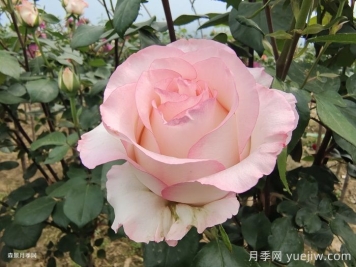艾莎玫瑰屬于什么檔次？