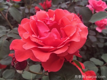 大花月季品種的花朵大小會受到哪些因素影響？