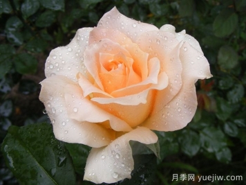 卡薩諾瓦月季/情圣