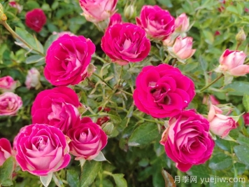紅寶石冰月季是豐花還是微型月季？