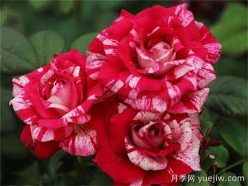 胡里奧月季的優(yōu)缺點是什么？